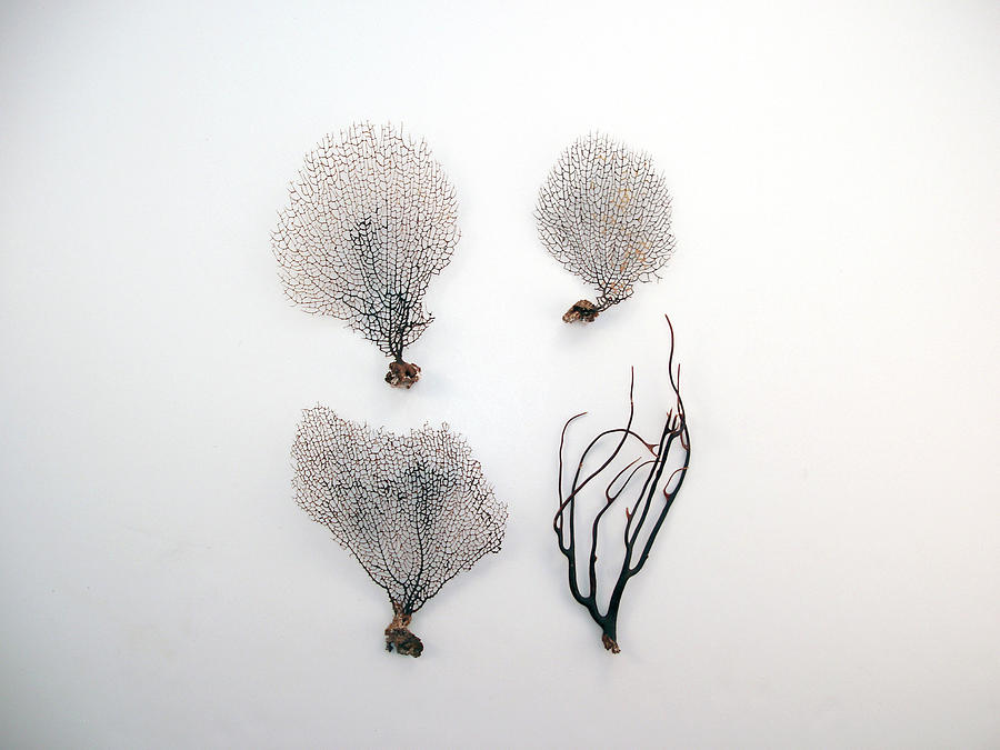 Black Sea Fans On White Background Photograph by Jennifer Steen Booher