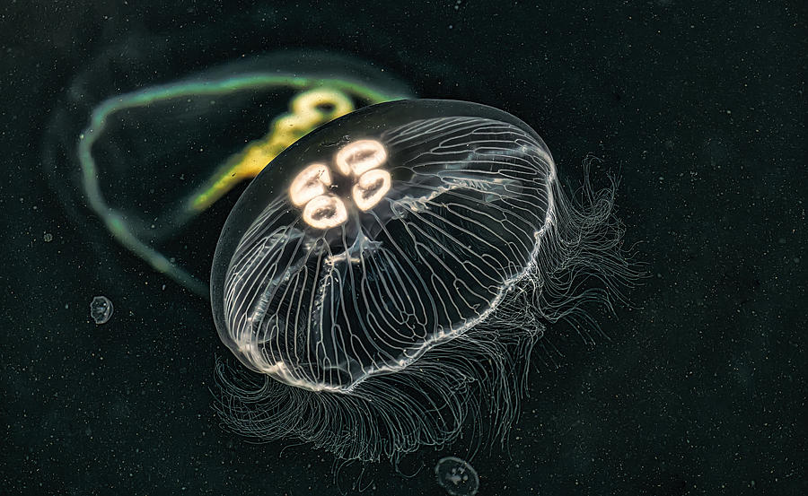 Black Sea Jellyfish Photograph by Vasil Nanev