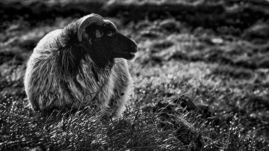 Black Sheep Photograph by Andreas Klesse | Fine Art America