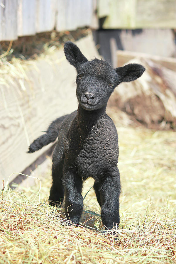 Black Sheep Photograph by Kathy Sherbert