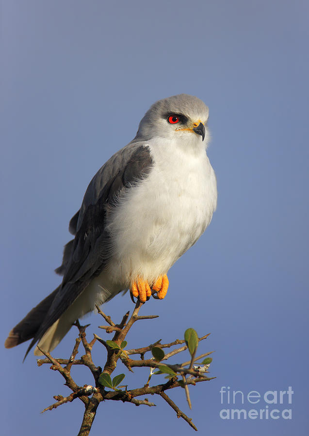Small Photograph - Black-shouldered Kite - Elanus Caeruleus by Johan Swanepoel Small Photograph - Black-shouldered Kite - Elanus Caeruleus by Johan Swanepoel