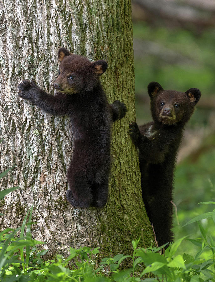 Black Bear Siblings Photograph by Eric Albright | Pixels