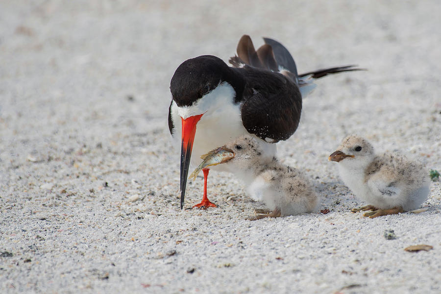 Black Skimmer Chicks Photograph by David Irwin Pixels