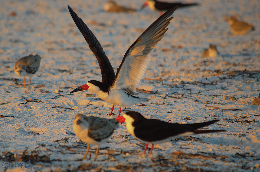 Black Skimmer Colony Photograph by Susan Molnar