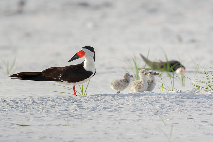 Black Skimmer with Chicks Photograph by Susan Rissi Tregoning