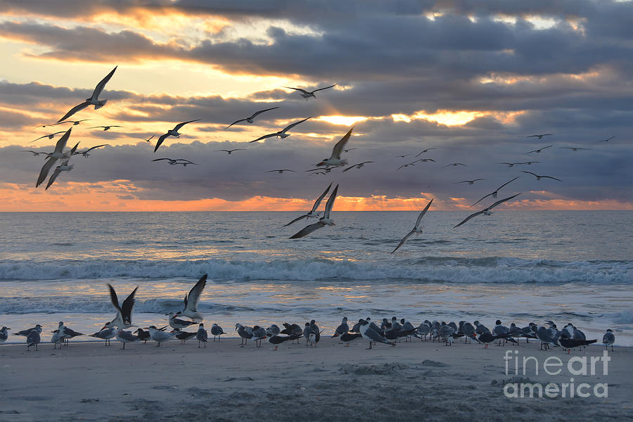 Black Skimmers Landing on the Beach at Sunrise Photograph by Catherine Sherman