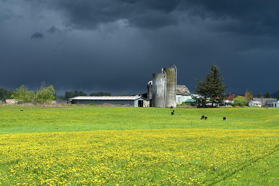 Black Sky Yellow Dandelions Milk Cows Photograph by Tom Cochran