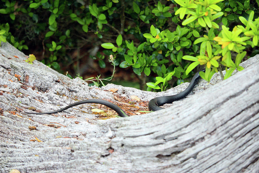 Black Snake In Tree Photograph by Cynthia Guinn