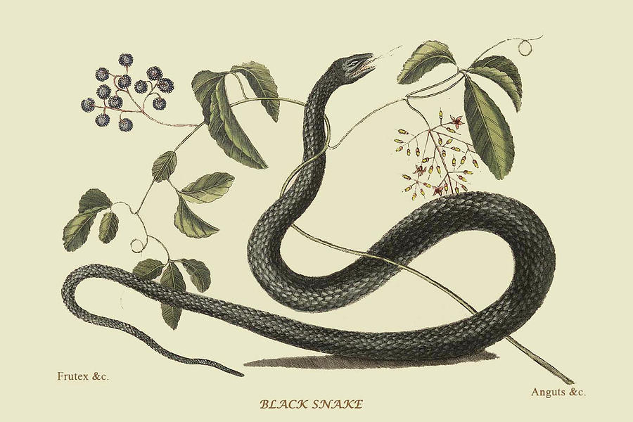 Black Snake Painting by Mark Catesby - Fine Art America