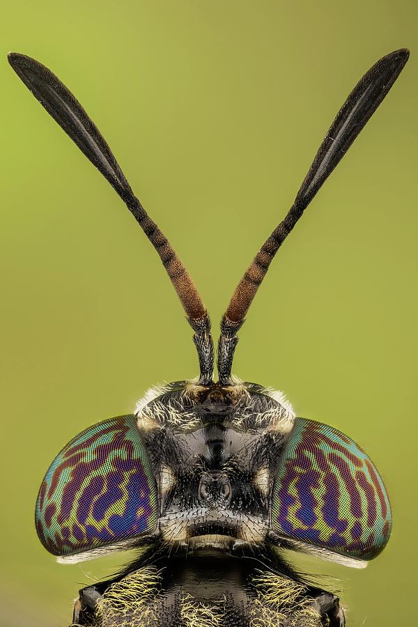 Black Soldier Flies Are Common Photograph by Javier Torrent - Fine Art ...