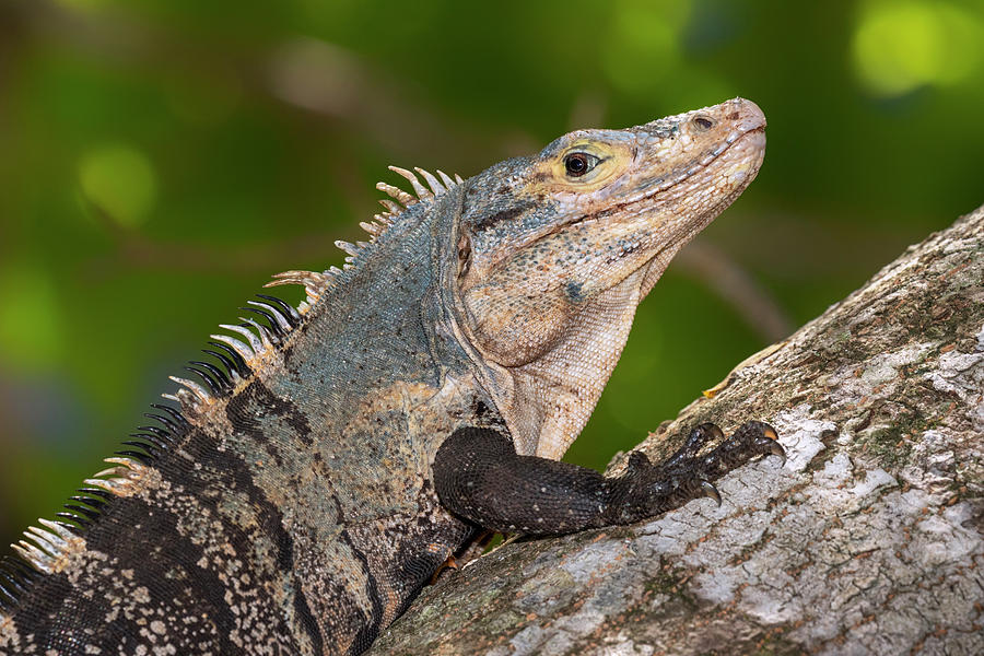 Black Spiny-tailed Iguana Close-up Photograph by Ivan Kuzmin - Fine Art ...