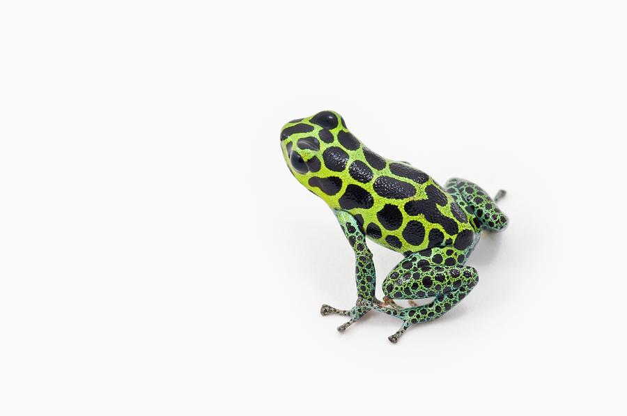 Black Spotted Green Poison Dart Frog Photograph by Design Pics / Corey Hochachka