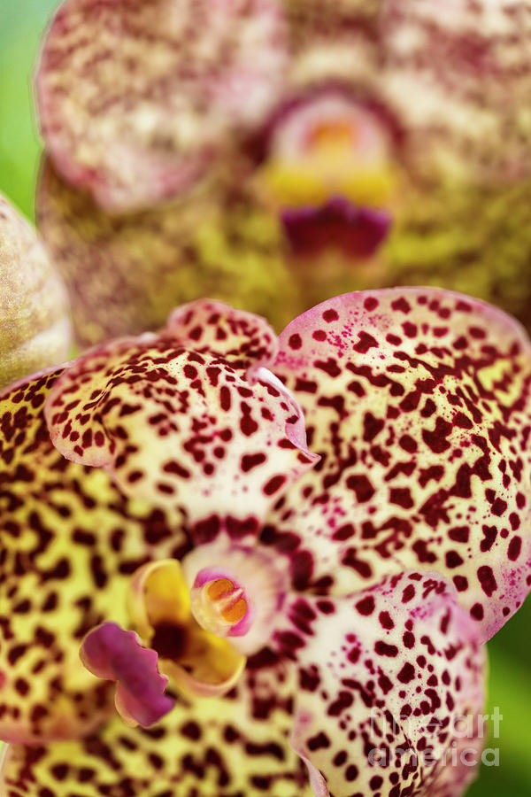 Black Spotted Vanda Orchid Flowers Photograph by Raul Rodriguez