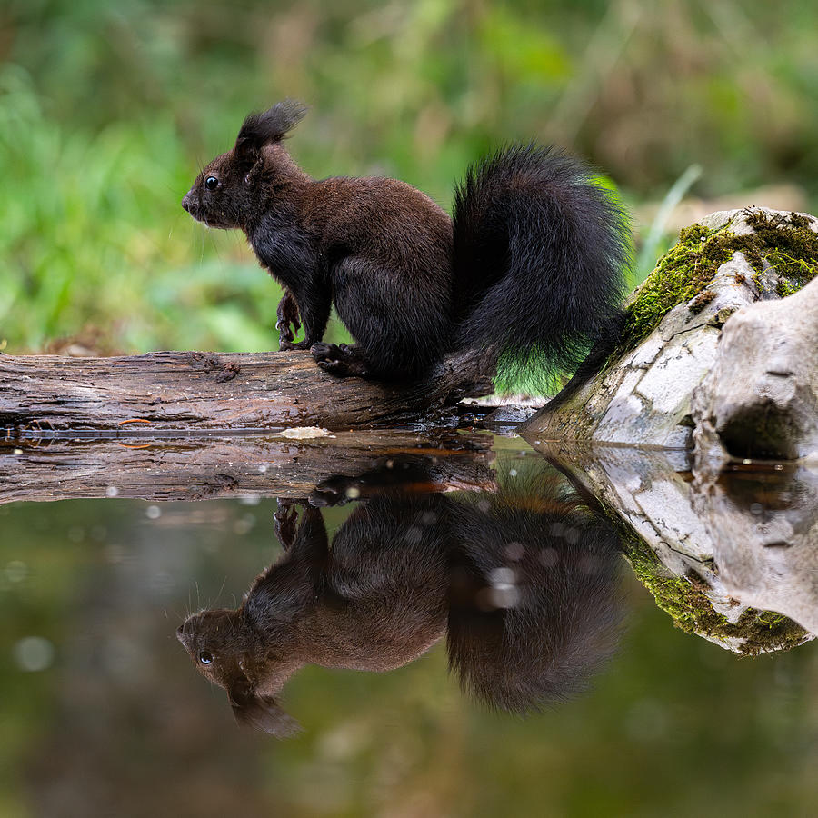 Wildlife Photograph - Black Squirrel 1 by Bjoern Alicke