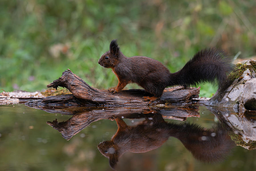Wildlife Photograph - Black Squirrel 3 by Bjoern Alicke