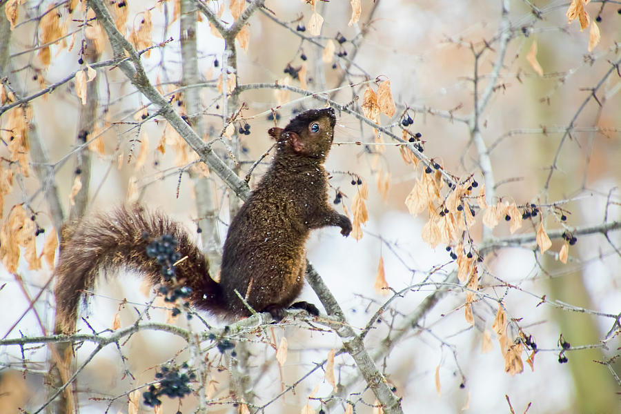 Black Squirrel Eating Berries in Winter Photograph by Peggy Collins