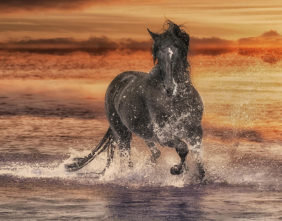 Black Stallion at Play Digital Art by Wade Aiken