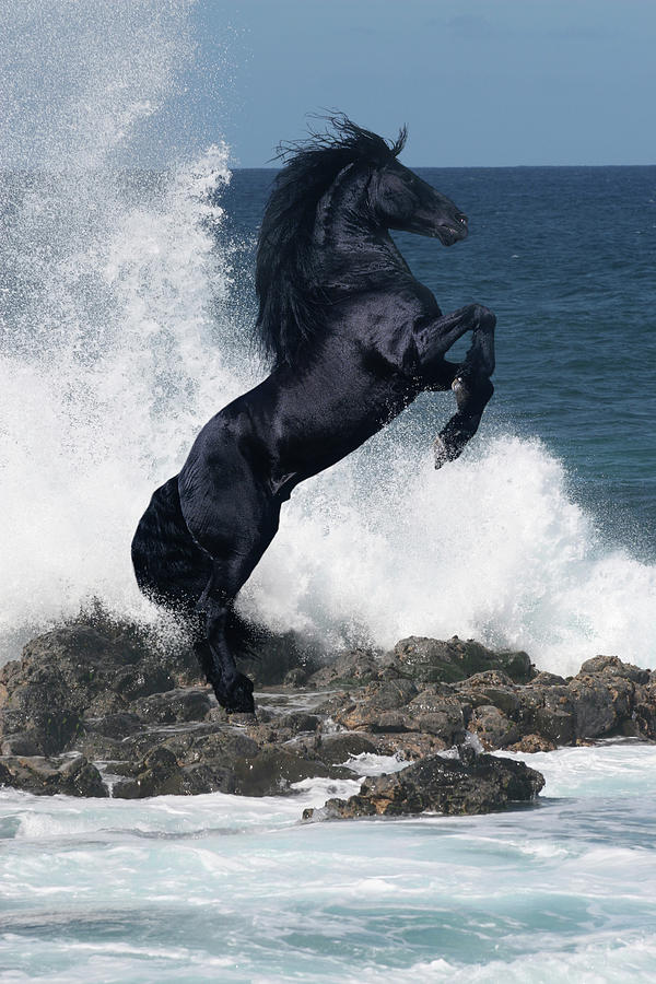 Horse Photograph - Black Stallion by Bob Langrish