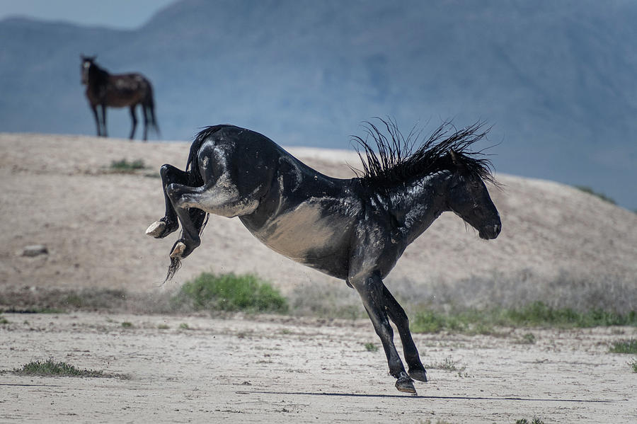 Black Stallion Bucking Photograph by Paula Mitchell