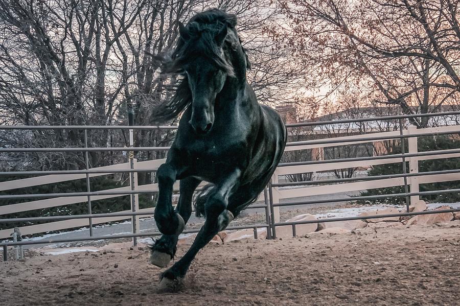 Black Stallion Cantering by Carol Whitaker Black Stallion Cantering by Carol Whitaker