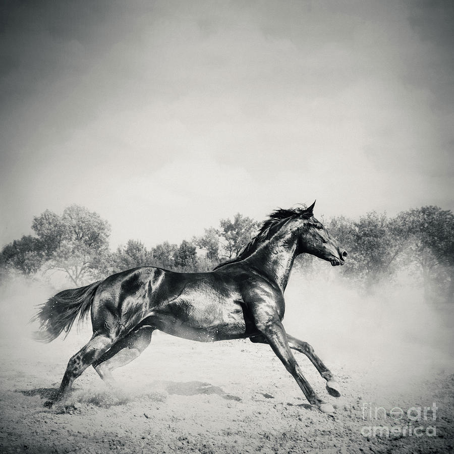 Black stallion horse Photograph by Dimitar Hristov