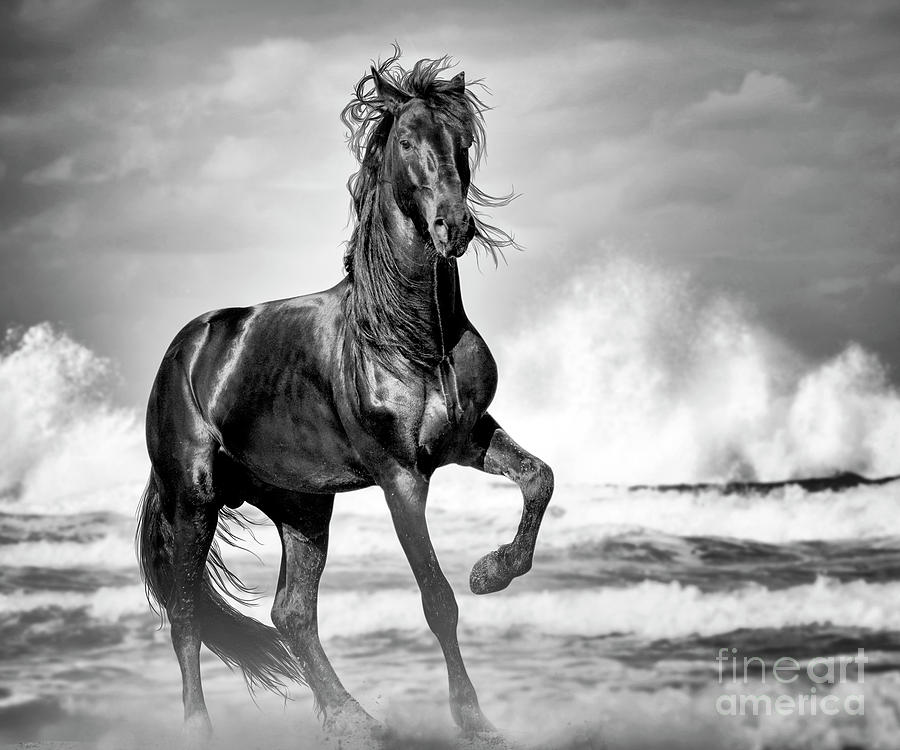 Black Stallion On Beach Photograph by Gigi Ebert