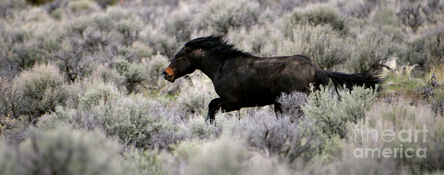 Black Stallion Racing Photograph by Denise Bruchman