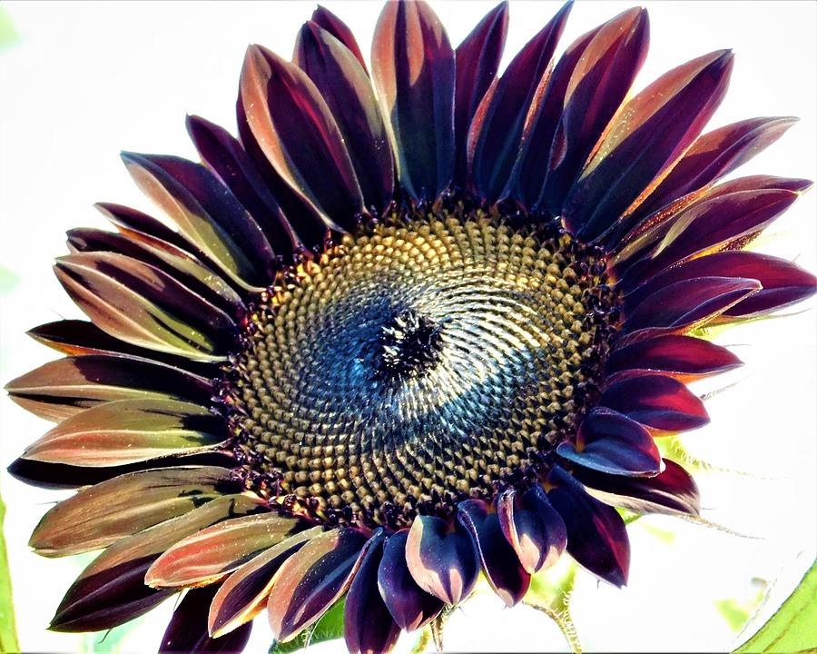 - Black Sunflower Photograph by THERESA Nye