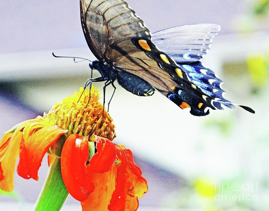 Black Swallowtail 15 Photograph by Lizi Beard-Ward