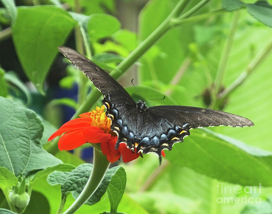 Black Swallowtail 16 Photograph by Lizi Beard-Ward