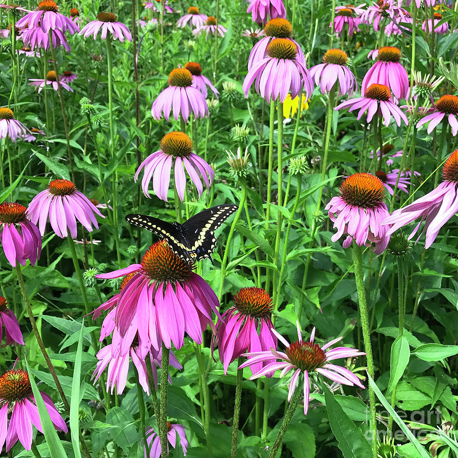 Black Swallowtail and Echinacea 1 Photograph by Amy E Fraser