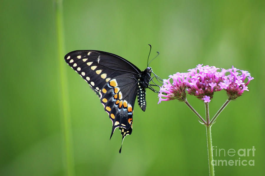 Black Swallowtail Balance Photograph by Karen Adams