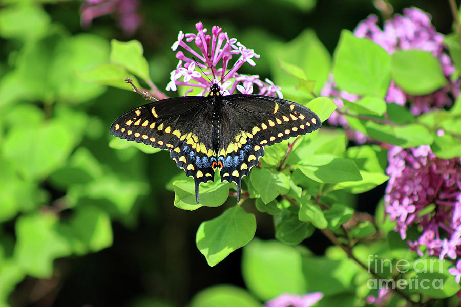Black Swallowtail Butterfly 2019 Photograph by Karen Adams