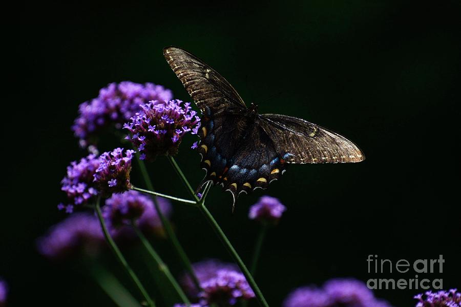Black Swallowtail Butterfly Photograph by Cindy Manero