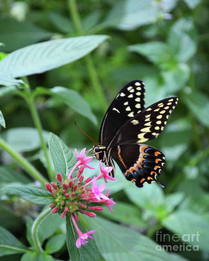 Black Swallowtail Butterfly Digital Art