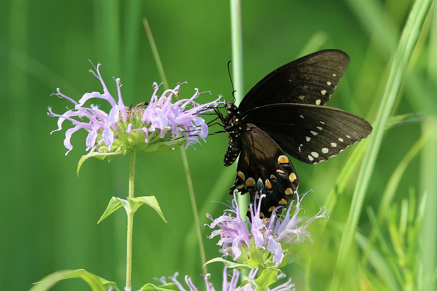 Black Swallowtail Butterfly Stony Brook New York Photograph by Bob Savage
