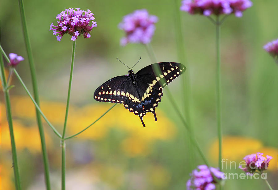 Black Swallowtail Dorsal View Photograph by Karen Adams