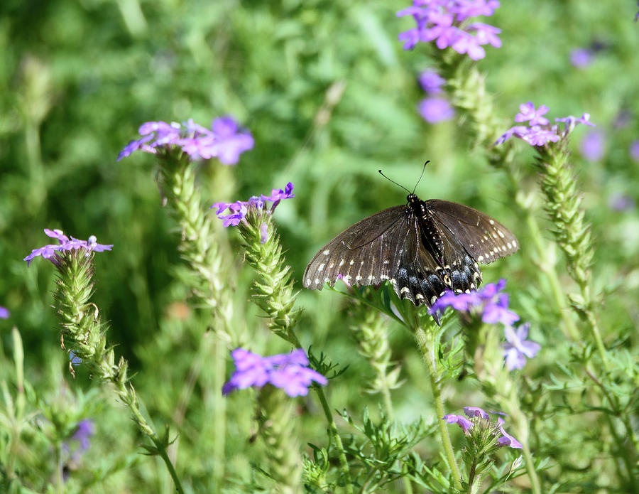 Spring Photograph - Black Swallowtail in the Verbena Wildflowers by Debra Martz