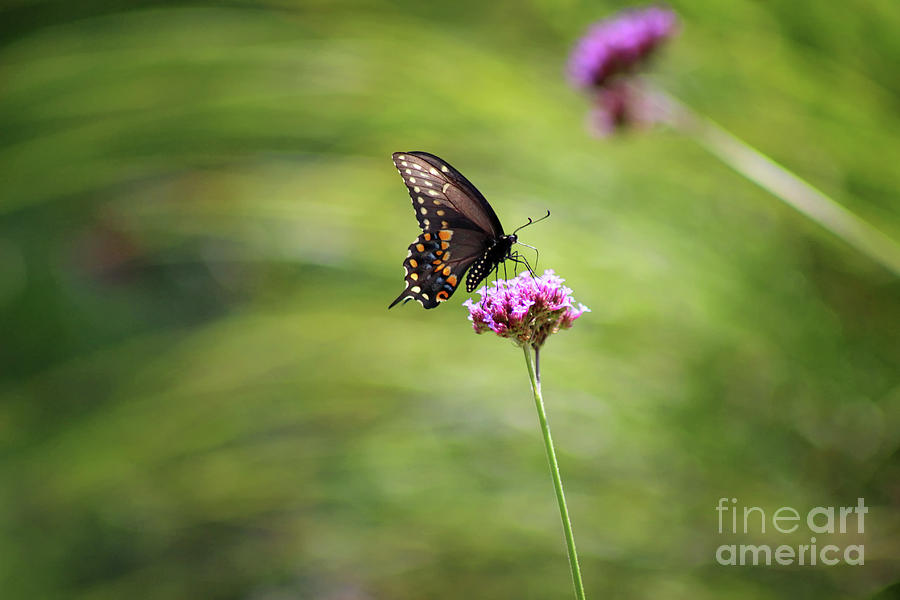 Black Swallowtail Landed Photograph by Karen Adams