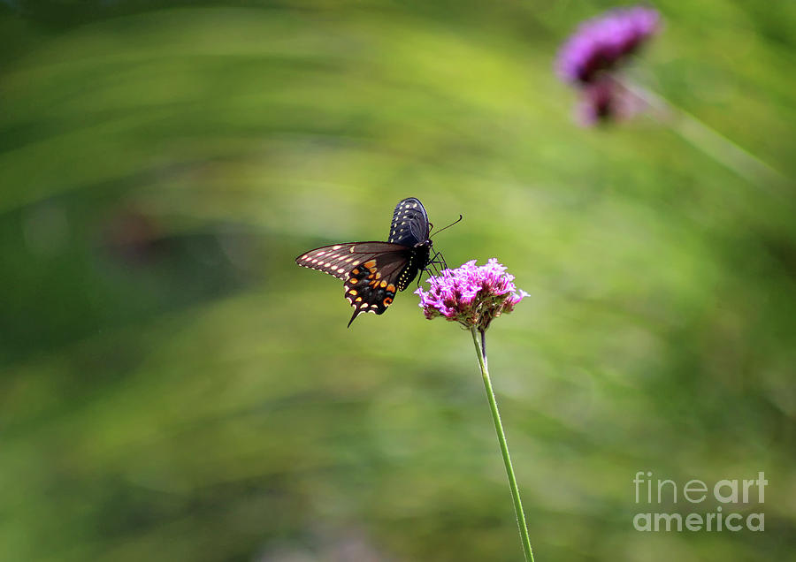 Black Swallowtail Landing Photograph by Karen Adams