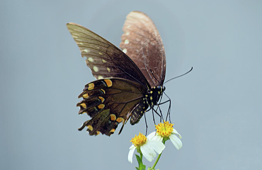 Black Swallowtail Photograph by Larah McElroy
