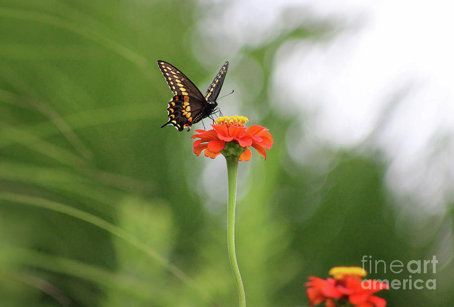 Black Swallowtail on Orange Zinnia Photograph by Karen Adams