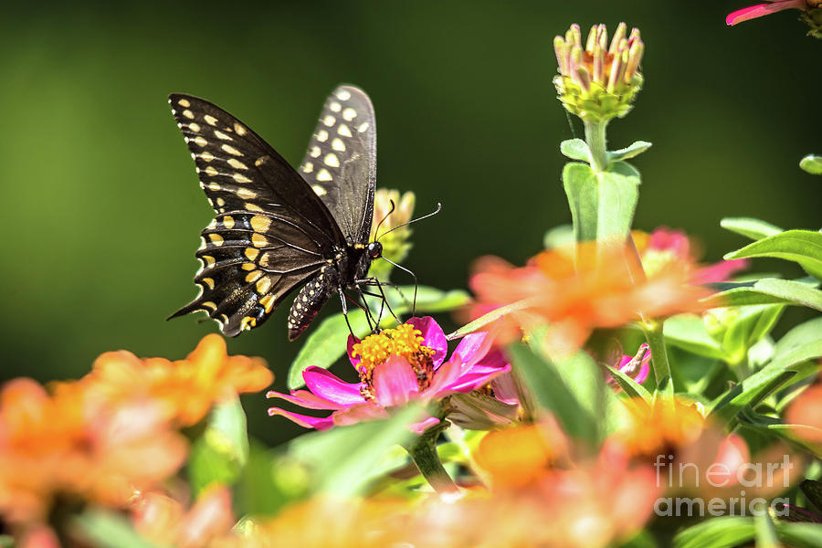 Black Swallowtail on Zinnias Photograph by Cheryl Baxter