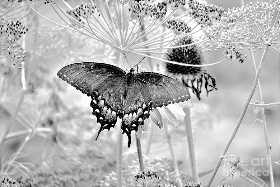 Black Swallowtail3 Photograph by Merle Grenz