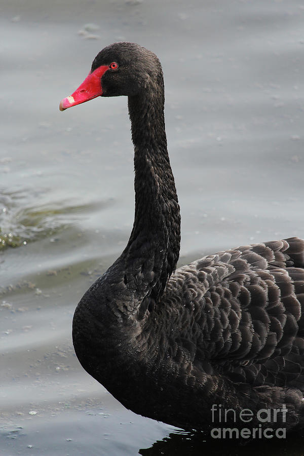 Swan Photograph - Black Swan 12 Donegal Ireland by Eddie Barron