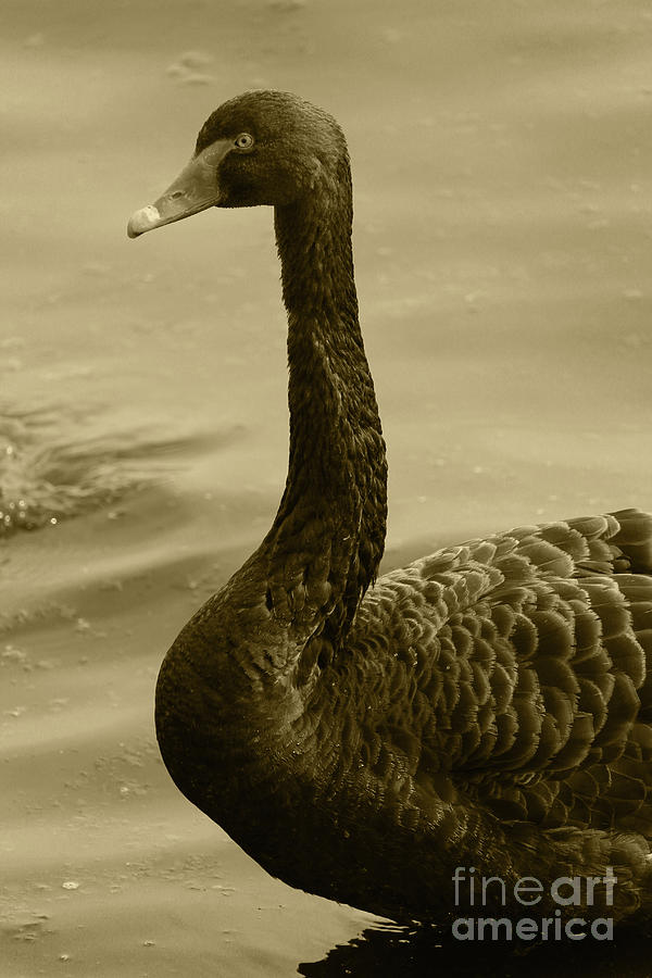 Black Swan 12 Tint Donegal Ireland Photograph by Eddie Barron