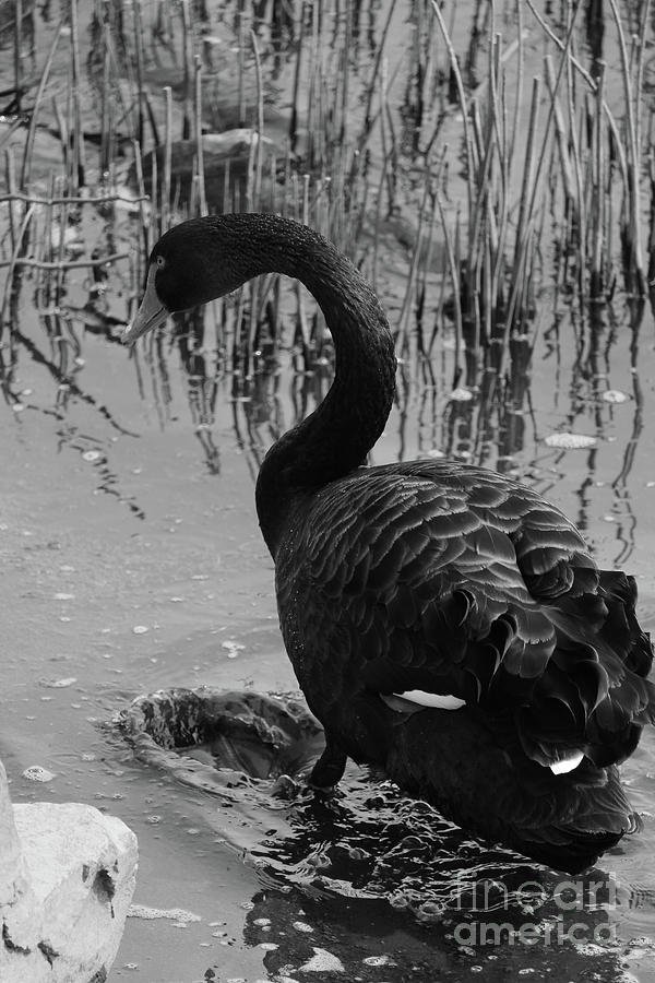 Black Swan 21 bw Donegal Ireland Photograph by Eddie Barron