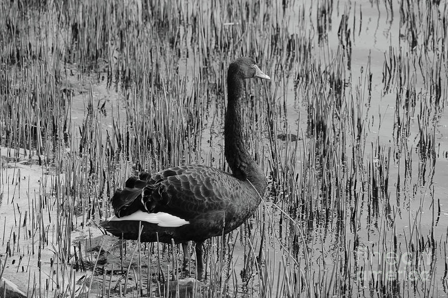 Black Swan 37 bw Donegal Ireland Photograph by Eddie Barron