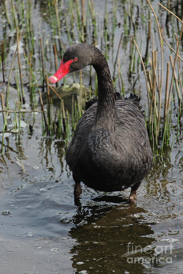 Black Swan 46 Donegal Ireland Photograph by Eddie Barron