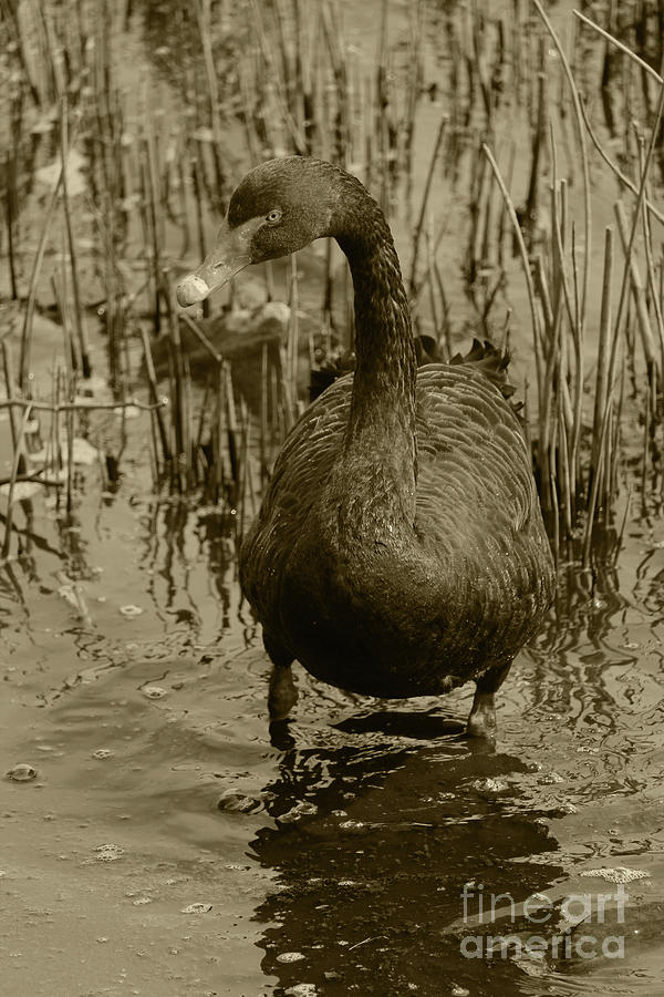 Black Swan Tint Donegal Ireland Tint 46 Photograph by Eddie Barron